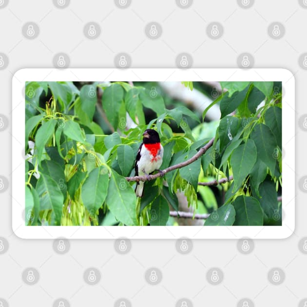 Male Rose-breasted Grosbeak Perched In A Bush Sticker by BackyardBirder